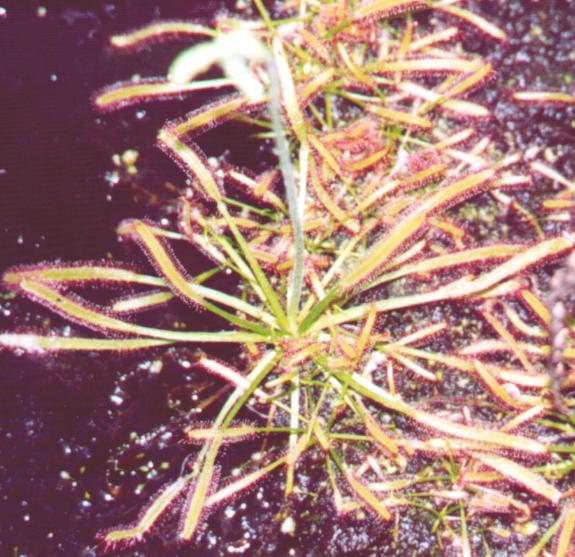 D. Capensis