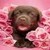 **Lola_Mia**