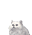 Woy 