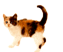 Woy 