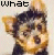 Woy 