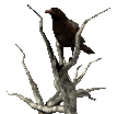 Woy 