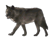 Woy 