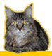 Woy 