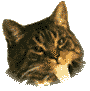 Woy 