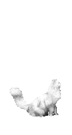 Woy 