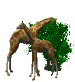 Woy 