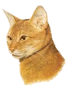 Woy 