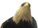 Woy 