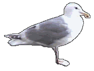 Woy 