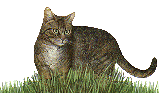 Woy 