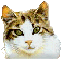 Woy 
