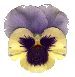 Woy 