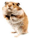 Woy 