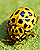 Woy 