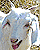 Woy 