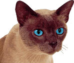 Woy 