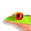 Woy 