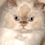 Woy 