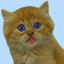 Woy 