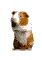 Woy 