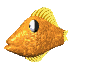 Woy 